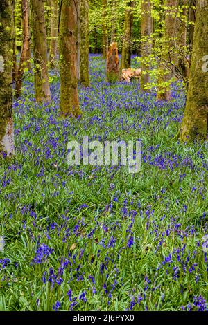 Un tapis de Bluebells sous une voûte d'arbres dans les bois au printemps (Crickhowell, pays de Galles, Royaume-Uni) Banque D'Images