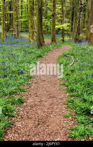 Un tapis de Bluebells sous une voûte d'arbres dans les bois au printemps (Crickhowell, pays de Galles, Royaume-Uni) Banque D'Images