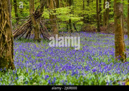 Un tapis de Bluebells sous une voûte d'arbres dans les bois au printemps (Crickhowell, pays de Galles, Royaume-Uni) Banque D'Images