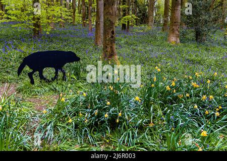 Tapis coloré de fleurs dans une zone boisée au pays de Galles, Royaume-Uni Banque D'Images