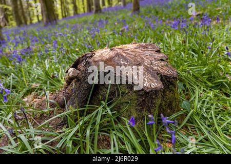 Vieilles souches d'arbres entourées de Bluebells dans une forêt (Crickhowell, pays de Galles, Royaume-Uni) Banque D'Images