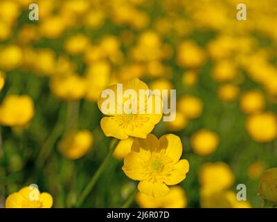 Buttercups, Ranunculus acris, en gros plan Banque D'Images
