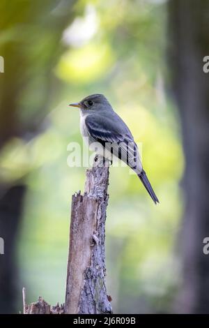 Pewee de bois de l'est (Contopus virens) - Brevard, Caroline du Nord, États-Unis Banque D'Images