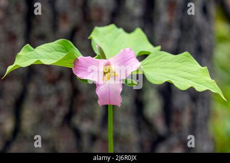 Trillium de Catesby (Trillium catesbaei) - Hendersonville, Caroline du Nord, États-Unis Banque D'Images