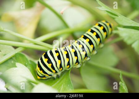 Une chenille de papillon à queue d'allowtail rampant à travers les branches d'une plante de tomate. Banque D'Images