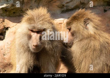 Babouin de Hamadryas (Papio hamadryas) un babouin de Hamadryas adulte en cours de traitement Banque D'Images