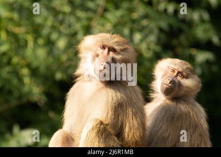 Babouin de Hamadryas (Papio hamadryas) Deux babouins d'Hamadryas adultes, avec un fond vert naturel Banque D'Images