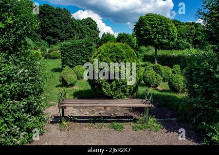 banc avec siège en bois près de buissons de thuja éververt clippé dans la forme topiaire différente dans le fond arbres décidus illuminés par la lumière du soleil été Banque D'Images