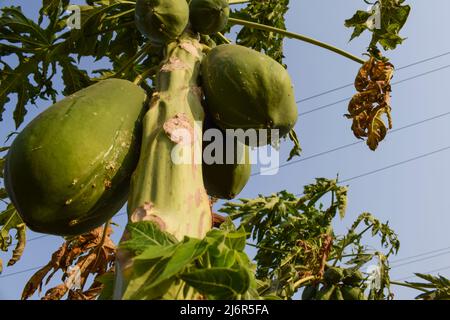 Papaye ou pawpaw plante ferme de champ accrochée en bouquet en saison d'été en Inde avec des leves frais Banque D'Images