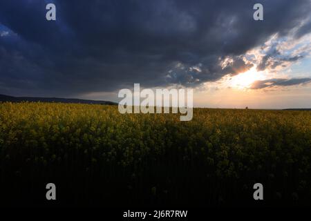 03 mai 2022, Bavière, Castell : les nuages passent au-dessus d'un champ de colza près du Schwanberg au coucher du soleil. Photo : Karl-Josef Hildenbrand/dpa Banque D'Images