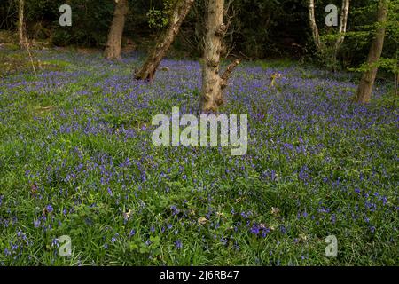 Cloches anglaises dans Midgeley Woods, Baildon, Yorkshire. Les cloches de bleuets indigènes sont protégées en vertu de la Loi sur la faune et la flore. Banque D'Images