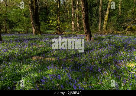 Cloches anglaises dans Midgeley Woods, Baildon, Yorkshire. Les cloches de bleuets indigènes sont protégées en vertu de la Loi sur la faune et la flore. Banque D'Images