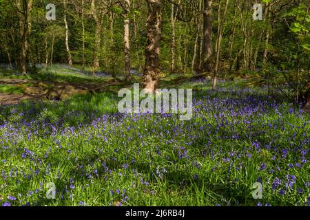 Cloches anglaises dans Midgeley Woods, Baildon, Yorkshire. Les cloches de bleuets indigènes sont protégées en vertu de la Loi sur la faune et la flore. Banque D'Images