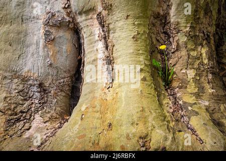 Pissenlit qui grandit et fleurit sur le tronc d'un énorme vieux arbre, concept de résilience et de survie Banque D'Images