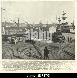 Photographie vintage de l'arbre d'Auckland, Nouvelle-Zélande, 19th siècle Banque D'Images