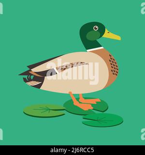 Icône de vecteur de couleur plat sur pied de Wild Duck. Drake oiseau de sauvagine sur fond de plantes aquatiques. Illustration de l'élément de conception de canard Mallard à tête verte Illustration de Vecteur