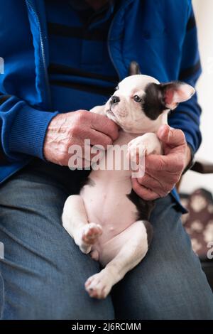 Homme âgé tenant un chiot Boston Terrier féminin sur ses genoux. Son ventre face à l'appareil photo. Banque D'Images