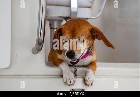 Gros plan d'un petit chien à pattes de disquettes avec col rose en dehors du bateau blanc, regardant ce qui se passe en dessous Banque D'Images