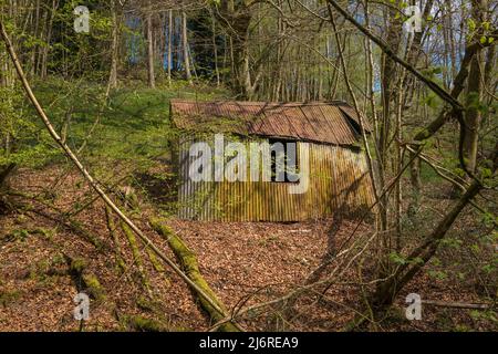 Ancien hangar ou hutte ondulé abandonné dans un délabrement de bois. Banque D'Images