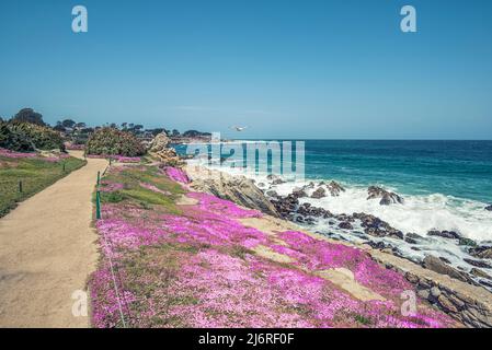 Un jour d'avril sur la côte. Pacific Grove, Californie, États-Unis. Banque D'Images