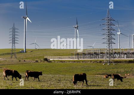Les vaches qui broutent l'agriculture devant les poteaux électriques, les éoliennes et la sous-station énergie électricité usine d'électricité ferme à andalousie, sud de l'espagne Banque D'Images