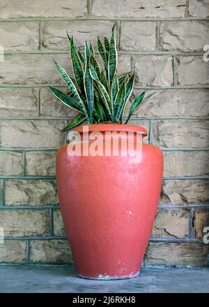 Grande urne en terre cuite orange avec plante de serpent - Sanseviera trifciata - contre un mur de brique de dun Banque D'Images