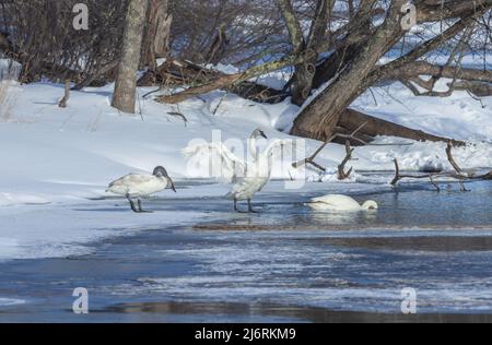 Les cygnes trompettes dans le nord du Wisconsin. Banque D'Images