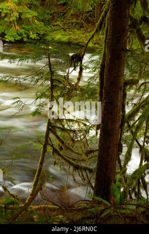 Saumon sauvage et rivière pittoresque le long de Salmon River Trail, Mt Hood National Forest, Oregon Banque D'Images