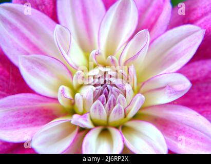 Gros plan image d'un seul Dahlia Hypnotica Electric Pink Banque D'Images