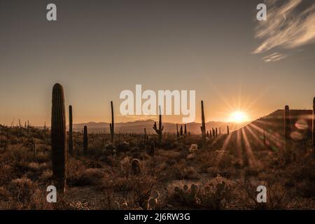 Sunburst sur Field of Saguaro Cactus dans le désert de Sonoran au coucher du soleil Banque D'Images