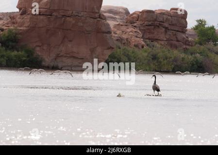 Oies sur le banc de sable, Green River, Utah. Banque D'Images