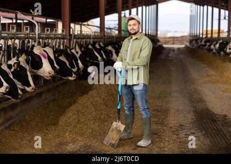 Fermier avec pelle debout dans le abri de vache Banque D'Images