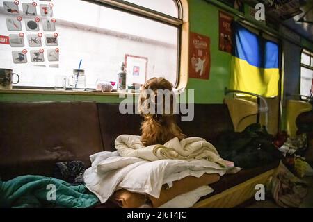 19 avril 2022, Kharkiv, Ukraine: Un chien dans une voiture de métro dans la station de métro Maidan Konstytutsii de Kharkiv, où les gens sont en refuge depuis le début de la guerre. La Russie a envahi l'Ukraine le 24 février 2022, déclenchant la plus grande attaque militaire en Europe depuis la Seconde Guerre mondiale (Image de crédit : © Laurel Chor/SOPA Images via ZUMA Press Wire) Banque D'Images