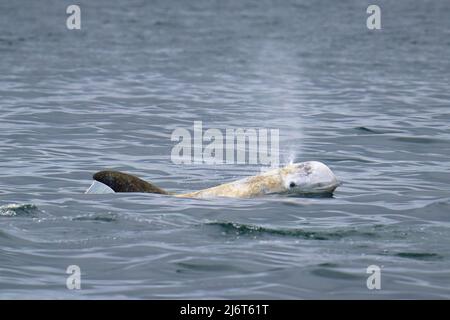 Un dauphin de Risso prend un souffle loin de la côte de Washington, en direction de Grays Canyon. Banque D'Images