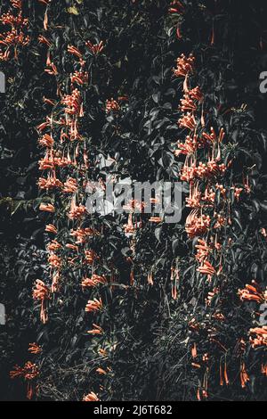 Image artistique de fleurs de chèvrefeuille japonaises Banque D'Images