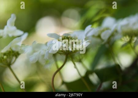 Gros plan de la boule de neige japonaise à fleurs blanches, 'Mariesii', boule de neige japonaise, Viburnum plicatum F. tomentosum Banque D'Images