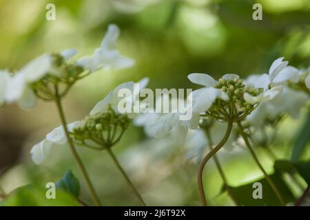 Gros plan de la boule de neige japonaise à fleurs blanches, 'Mariesii', boule de neige japonaise, Viburnum plicatum F. tomentosum Banque D'Images