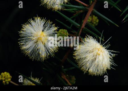 Le genévrier (Acacia Ulicifolia) a des fleurs moelleuses, presque blanches - et de longues épines! Trouvé celui-ci à la réserve de flore de Hochkins Ridge à Victoria. Banque D'Images