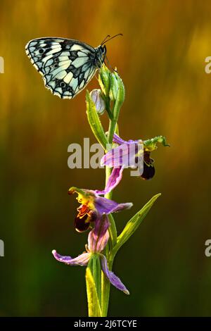 Orchidée d'abeille, Ophrys apifera, orchidée rose et violette et papillon blanc, orchidée terrestre européenne en fleurs, habitat naturel, détail de la fleur, s Banque D'Images