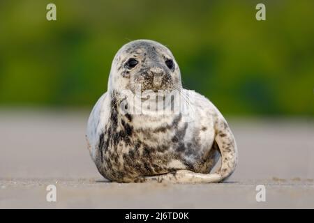 Grey Seal, lumière du matin sur la plage de sable, mer en arrière-plan, île Helgoland, Allemagne. Banque D'Images