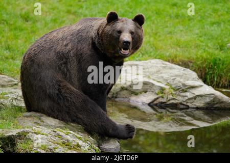 Ours brun, Ursus arctos, assis sur la pierre, près de l'étang d'eau Banque D'Images