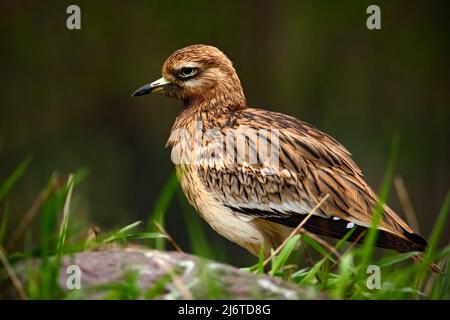 Courlis de pierre, Burhinus oedicnemus, assis dans l'herbe avec de la pierre, oiseau dans l'habitat naturel, le Courlis de pierre eurasien se trouve dans toute l'Europe, au nord Banque D'Images