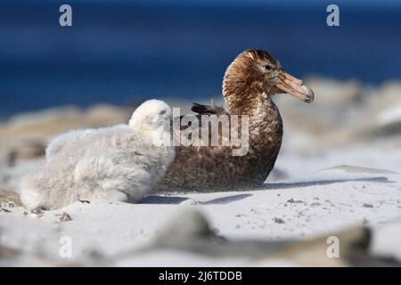 Pétrel géant, Macronetes giganticus = giganteus, gros oiseau de mer avec jeunes dans le nid. Oiseau dans l'habitat de la nature. Oiseau assis sur la plage de sable blanc Banque D'Images