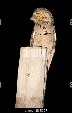 Potoo commun, Nyctibius griseus, oiseau tropique nocturne en vol avec ailes ouvertes, scène d'action nocturne, animal dans l'habitat naturel sombre, Pantanal, Bra Banque D'Images