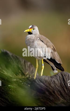 Oiseau africain Lapwing à tête battoue, Vanellus senegallus, avec bec jaune Banque D'Images