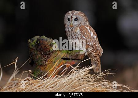 Hibou de Tawny d'oiseau brun assis sur une souche d'arbre avec de l'herbe dans l'habitat de forêt sombre Banque D'Images