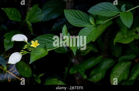 Petite fleur blanche et jaune délicate poussant à l'extrémité de la branche de feuille verte avec fond vert et noir Banque D'Images