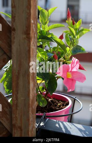 Mandevilla avec fleur rose dans un pot sur le balcon. Fleur de Diladenia. Banque D'Images