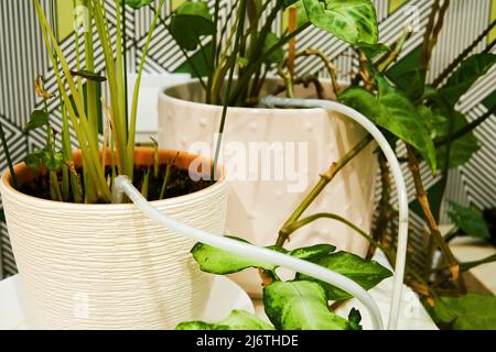 Irrigation de plantes d'intérieur avec système automatique d'irrigation goutte-à-goutte. Prendre soin des fleurs et des plantes de la maison Banque D'Images