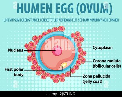 Schéma illustrant l'illustration de l'ovule humain Illustration de Vecteur